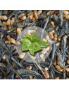 Herbata Ziel. Genmaicha Japan Style