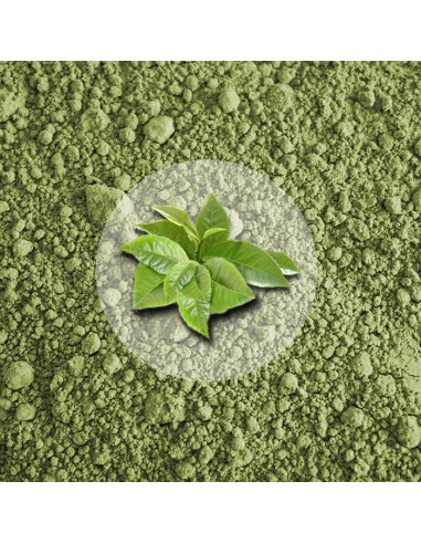 Herbata Zielona Matcha