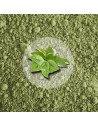 Herbata Zielona Matcha