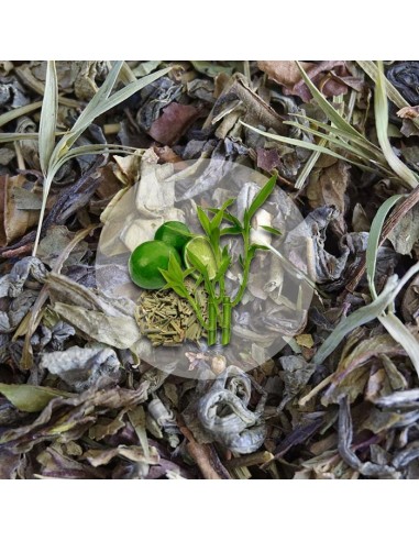 Herbata Zielona Zielona Lemoniada